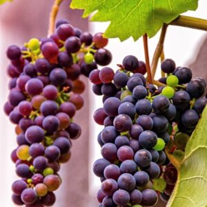 grape Einset
