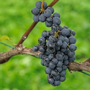 grape Pinot Noir