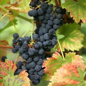grape Regent (PBR)