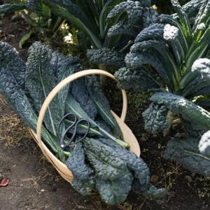 kale Nero di Toscana