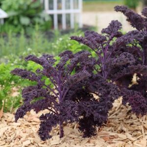 kale Redbor F1