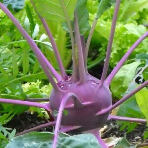 kohl rabi Purple Delicacy