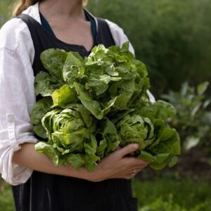 lettuce All Year Round