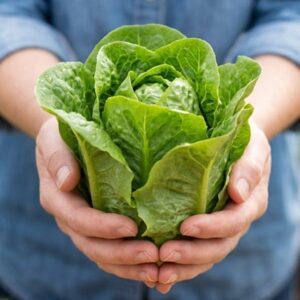 lettuce Little Gem