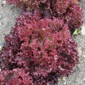 lettuce Lollo Rossa