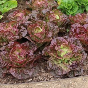 lettuce Marvel of Four Seasons