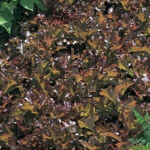 lettuce Red Salad Bowl
