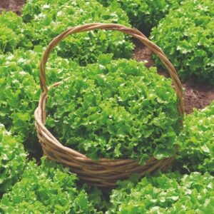 lettuce Salad Bowl