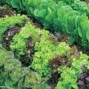 lettuce (mixed)