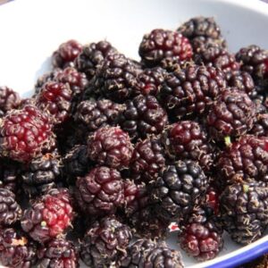 mulberry Chelsea