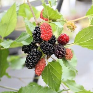 mulberry dwarf Mojo Berry ('Matsunaga') (PBR)