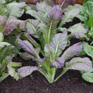 mustard Red Giant