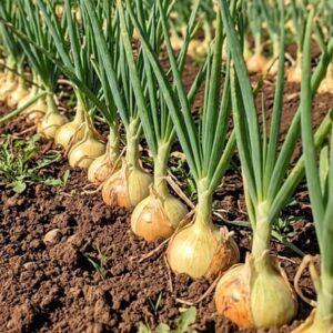 onion Centurion