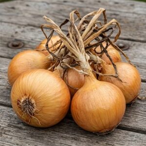 onion Hercules