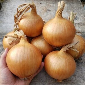 onion Stuttgarter