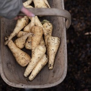 parsnip Tender and True F1