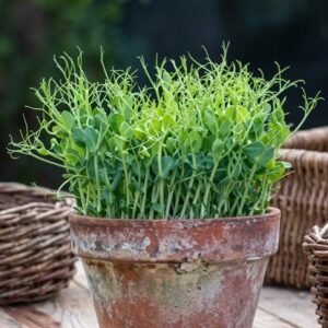 pea shoots