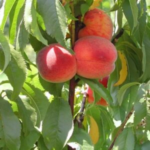 peach Avalon Pride