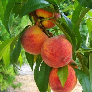 peach Peregrine