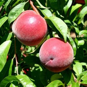 peach Redhaven