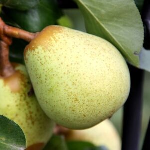 pear Beth