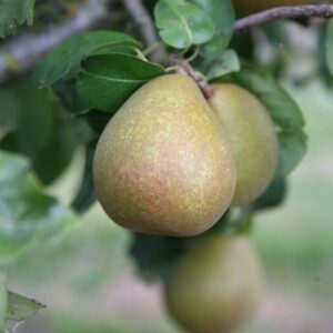 pear Beurré Hardy