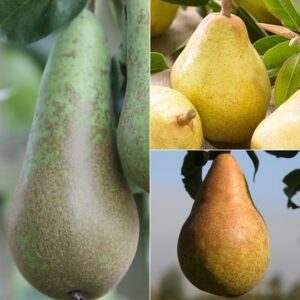 pear Conference / Doyenné du Comice' / Williams Bon Chrétien