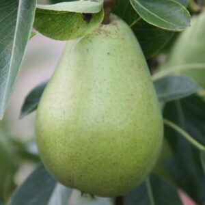 pear Doyenné du Comice