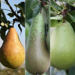 pear Doyenné du Comice' / Conference / Concorde