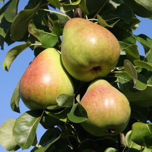 pear Obelisk