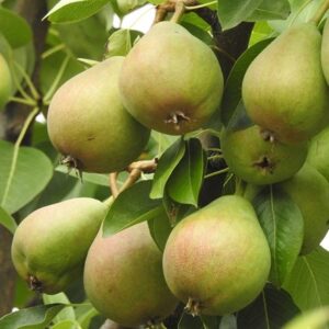 pear Onward