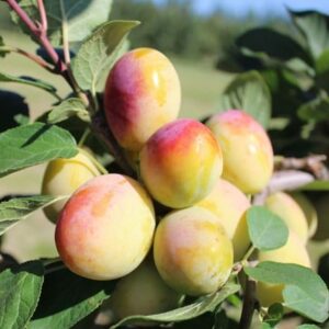 plum Aprimira (miracot)