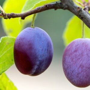 plum Guinevere