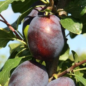 plum Haganta (PBR)