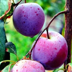 plum Herman