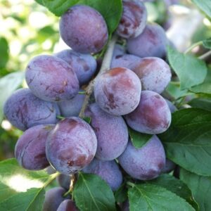 plum Katinka (PBR)