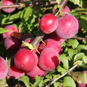 plum Mirabelle Countess