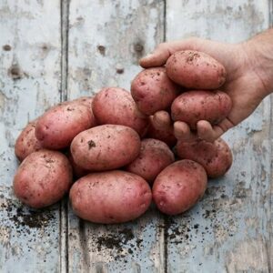 potato Desiree
