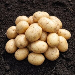 potato Maris Peer
