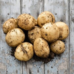 potato Pentland Javelin