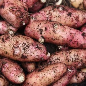 potato Pink Fir Apple
