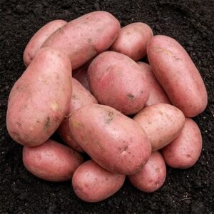 potato Sarpo Mira (PBR)