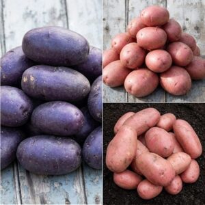potato The Sarpo blight resistant collection
