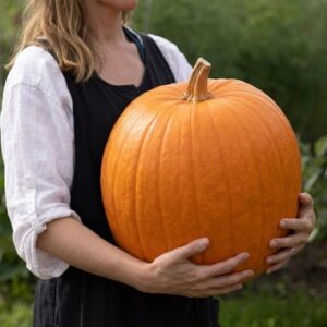 pumpkin Hundredweight