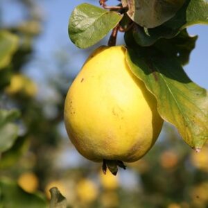 quince Champion
