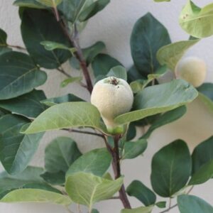 quince Meech's Prolific