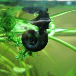 ramshorn snail