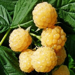 raspberry All Gold