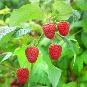 raspberry Malling Promise