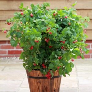 raspberry Ruby Beauty ('NR7') (PBR)